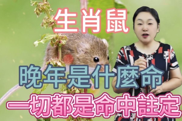 鼠目寸光—解读生肖视野下的独特智慧-新乐天