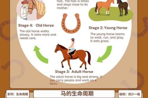 属马是哪一年,探寻生肖轮回的奥秘-新乐天