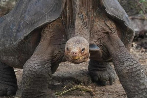 寿命最长的龟，见证时间的奇迹-新乐天