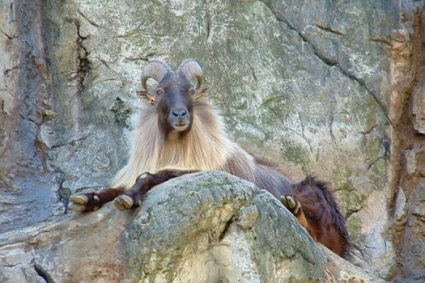 羊年出生的独特魅力与人生轨迹-新乐天
