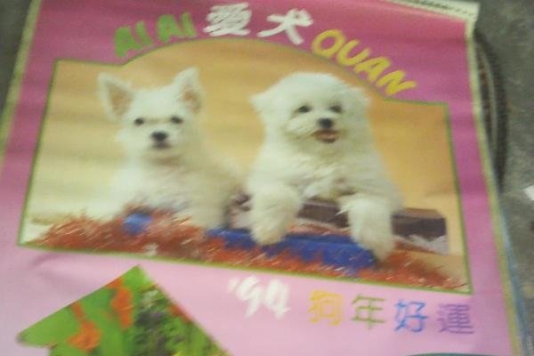 狗年出生之人，皆是幸运之光-新乐天