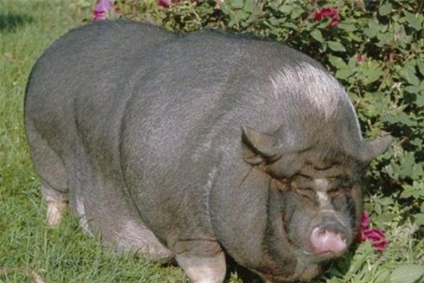 猪年特性彰显，肥胖致富靠猪-新乐天