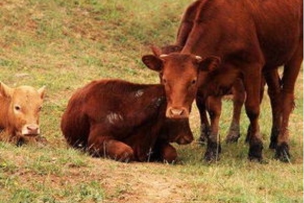 属牛最配属相的探讨-新乐天