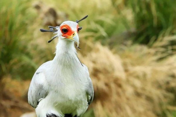 钻皮出羽肖鸡与蛇有何不同？-新乐天