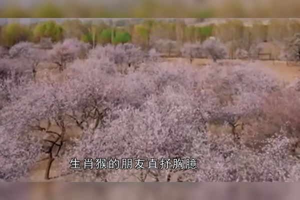 紫气东来，揭示生肖之谜-新乐天