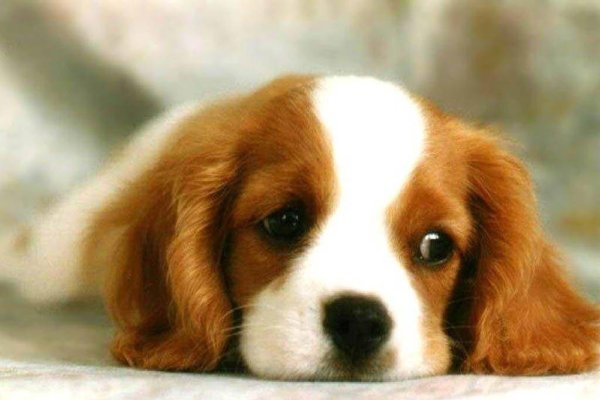 狗起名字大全，公犬风格霸气名称推荐-新乐天