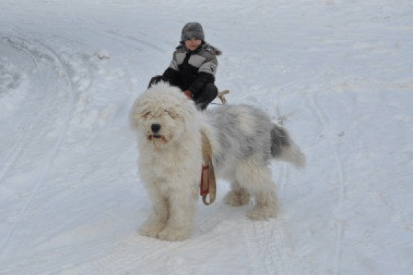 洋气十足的狗狗名字，为你的宠物增添一份时尚感-新乐天