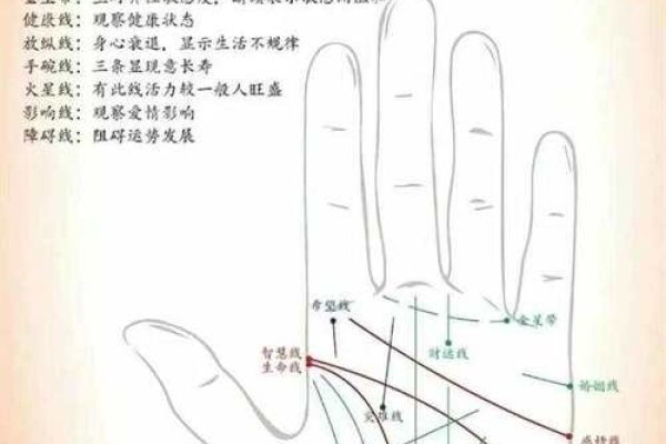 男人的生命线，探索男性健康与生命力的奥秘-新乐天