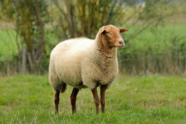 羊入虎口打一生肖—生肖揭秘-新乐天