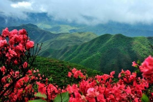 漫山遍野的生肖奇遇-新乐天