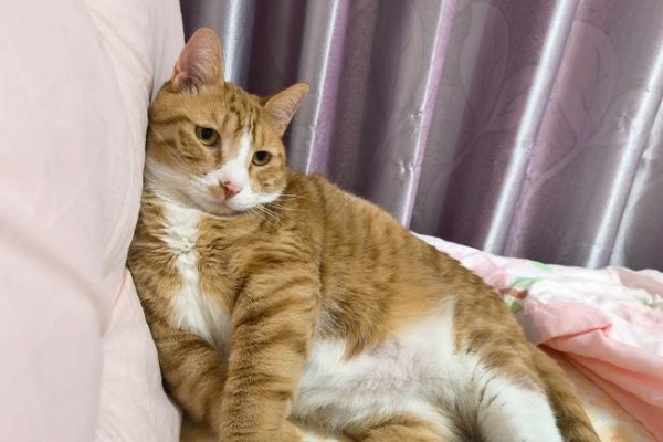 杭同聊天室，连接心与心的数字桥梁-新乐天