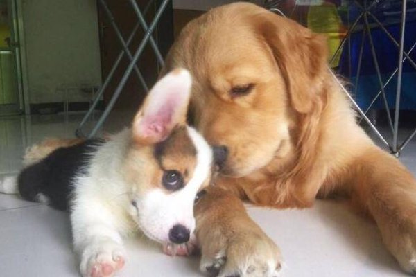 摇头摆尾，猜一生肖-新乐天