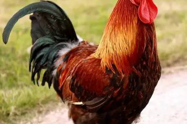 鸡头鸡尾生肖揭秘-新乐天