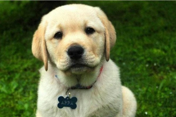 摇头摆尾的动物生肖—龙-新乐天