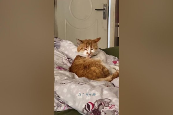 宠物名字，财富与吉祥的完美结合-新乐天