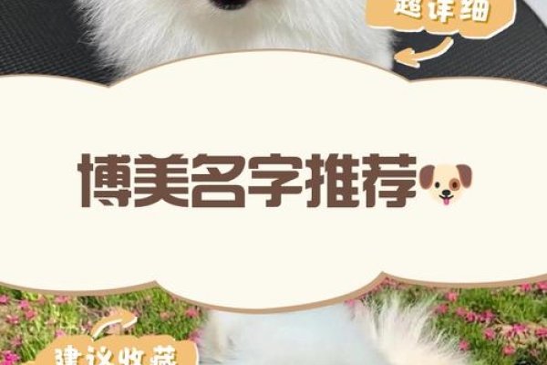 宠物狗的名字，爱的印记-新乐天