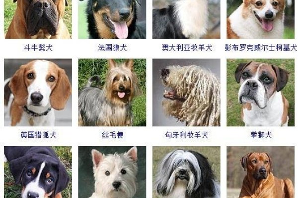 宠物狗名字大全，为您的忠实伙伴寻找完美称号-新乐天