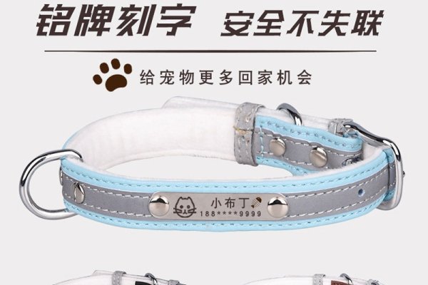 宠物狗名字大全，亲昵好记，增强主宠互动-新乐天