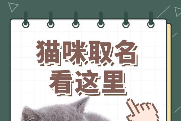 宠物猫名字的创意与意义-新乐天