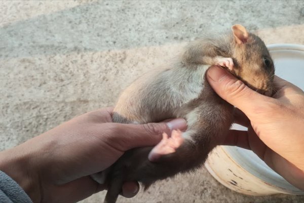 软硬不吃，鼠之坚韧-新乐天