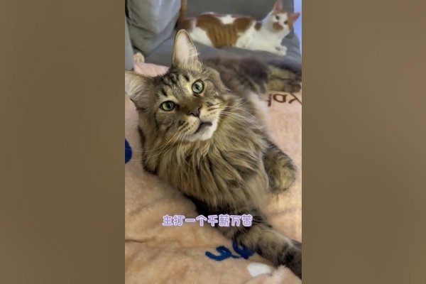 油盐不进的动物—猫-新乐天