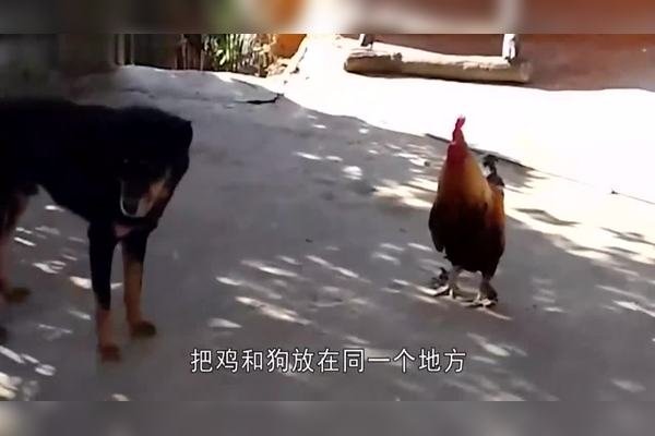 鸡犬不宁背后的生肖—揭秘生肖与安宁的关联-新乐天