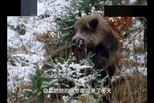 凶相毕露—揭秘生肖中的独特力量-新乐天