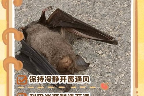 蝙蝠成群飞，预兆吉凶各不同-新乐天