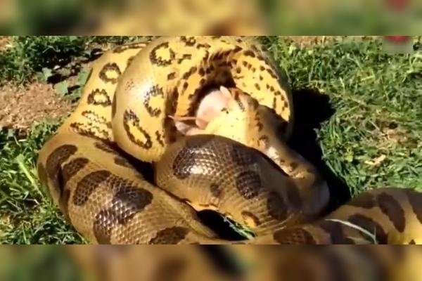 蟒蛇吃小孩，一场虚构的惊悚故事-新乐天