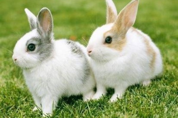 属兔的今年多大了？-新乐天