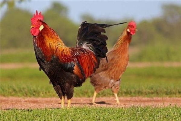 属鸡的几月出生最好-新乐天