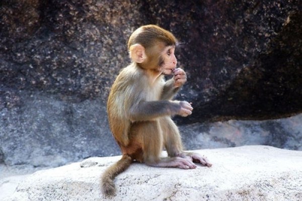 属猴的人几月出生最好？探寻最佳命运时机-新乐天