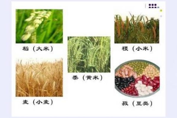 禾稻的拼音，hé dào-新乐天