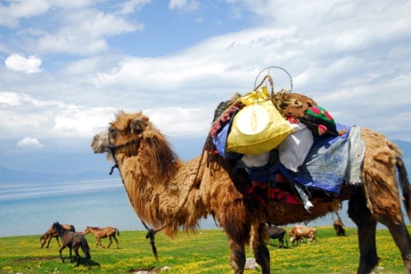 忍辱负重，如铁牛般坚韧的生肖-新乐天