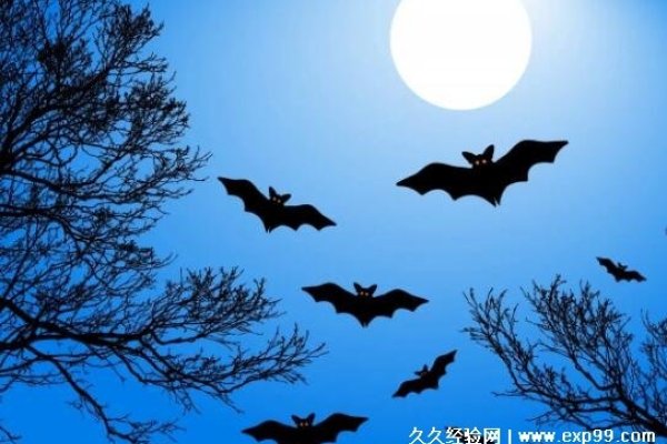 蝙蝠飞到家里的预兆-新乐天