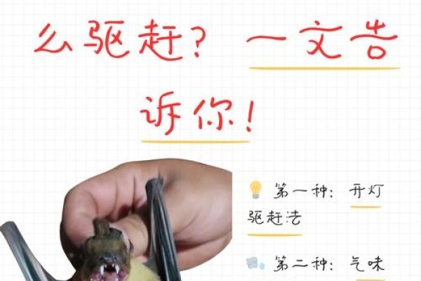 蝙蝠飞进家里是好还是不好-新乐天