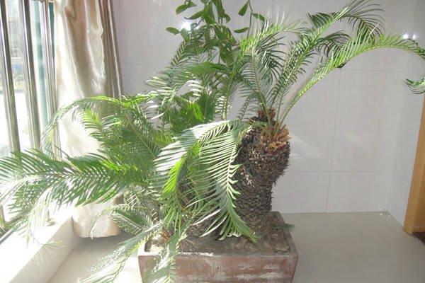 铁树发芽开金花与神秘生肖的奇缘-新乐天