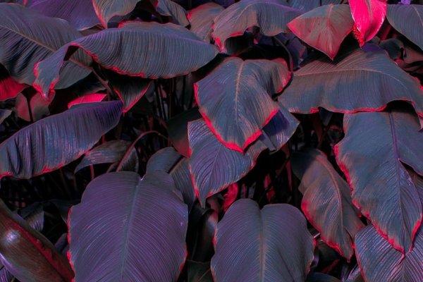 罂粟花的网名，美丽与危险的交织-新乐天