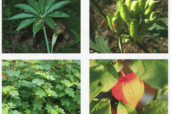 绿树红果丰收期，生肖探秘-新乐天