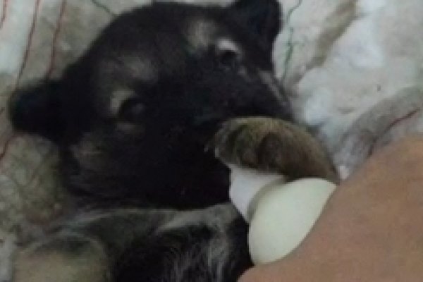 狼吞虎咽—揭秘生肖中的狼-新乐天