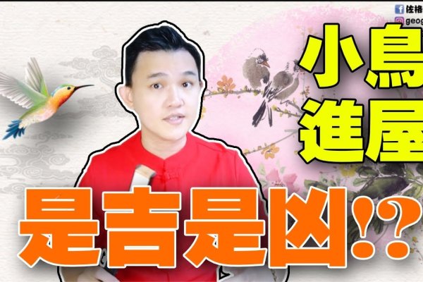 喜鹊叫声的吉凶预兆，十二时辰详解与女性视角解读-新乐天