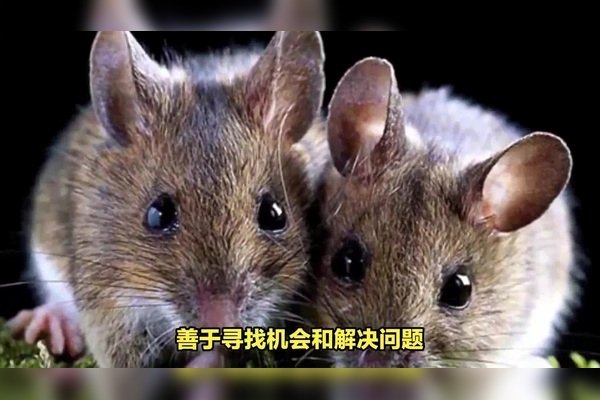 揭秘两小无猜背后的生肖之谜-新乐天