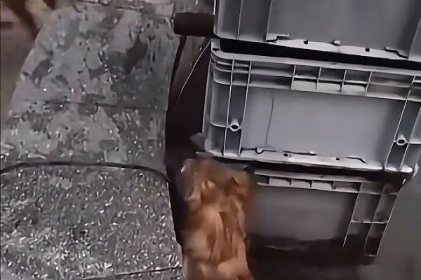 狗狗名字的魔力，那些温暖人心的呼唤-新乐天