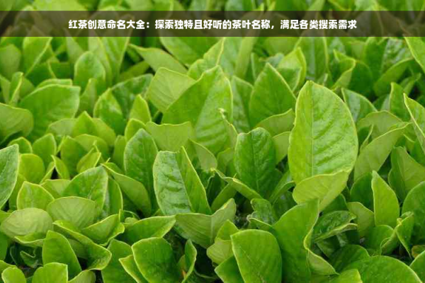 探索那些好听的外国名字-新乐天