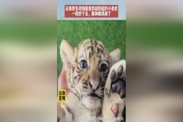 奶凶情侣ID，小动物与性格的甜蜜碰撞-新乐天