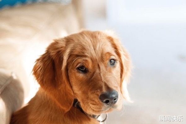 属狗人出生月的命运-新乐天