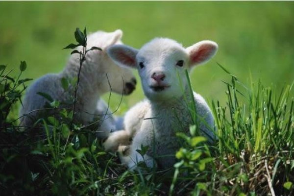 属羊人的婚姻与命运-新乐天