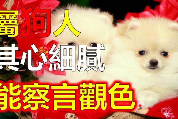 属狗人的婚姻与命运-新乐天