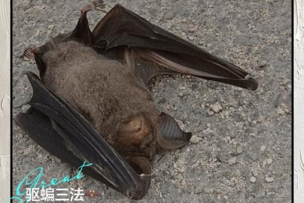 蝙蝠入屋的迷信与真相-新乐天