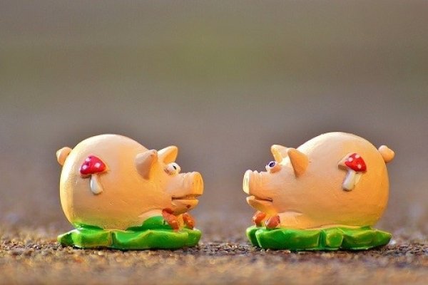 属猪人在2022年的运势展望-新乐天